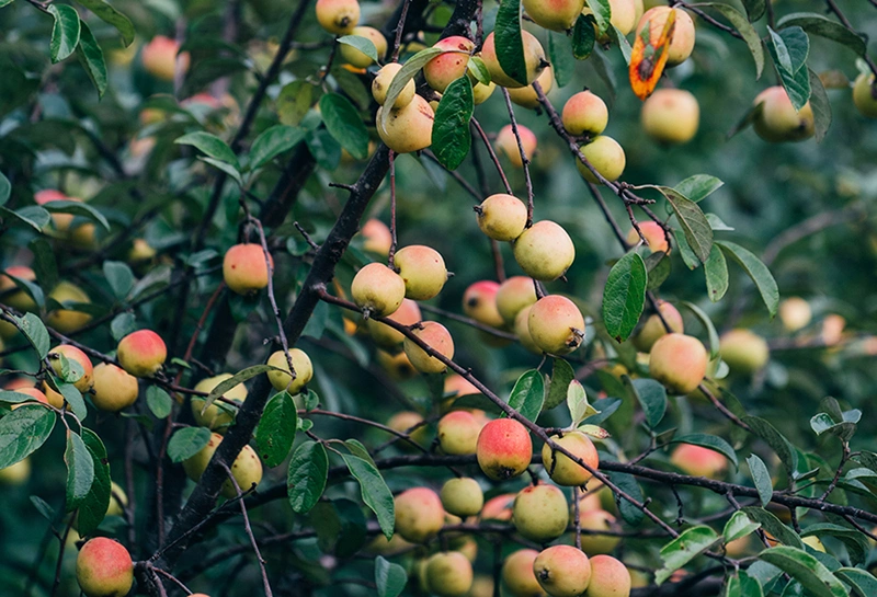 Saveurs de Son La: un voyage culinaire au cœur des montagnes du nord-ouest